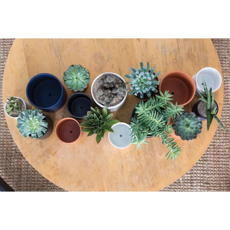 Carlotta Ceramic Pot Planter