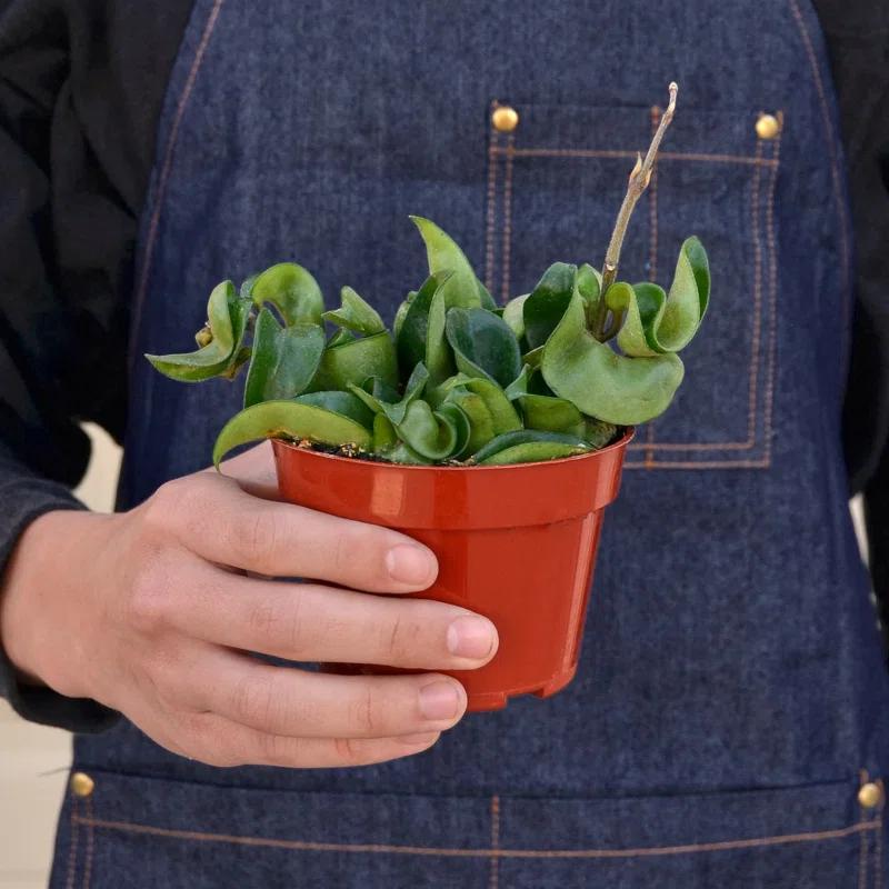 House Plant Shop House Plant Shop Live Foliage Plant