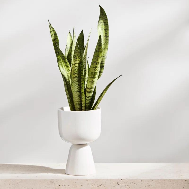 Juba Ceramic Urn Planter