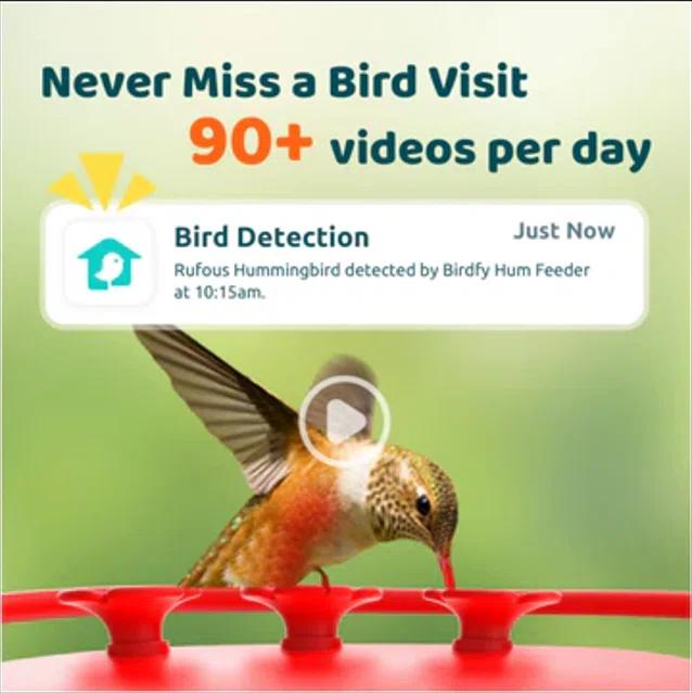 Birdfy NETVUE Birdfy Hummingbird Feeder with 2 Cameras Solar Powered - Dual Smart Cams, 2K HD Wireless for 2 Angels Close-up Bird Watching Outdoor, Instant Notifications (20Oz) (Hum Duo AI Solar)