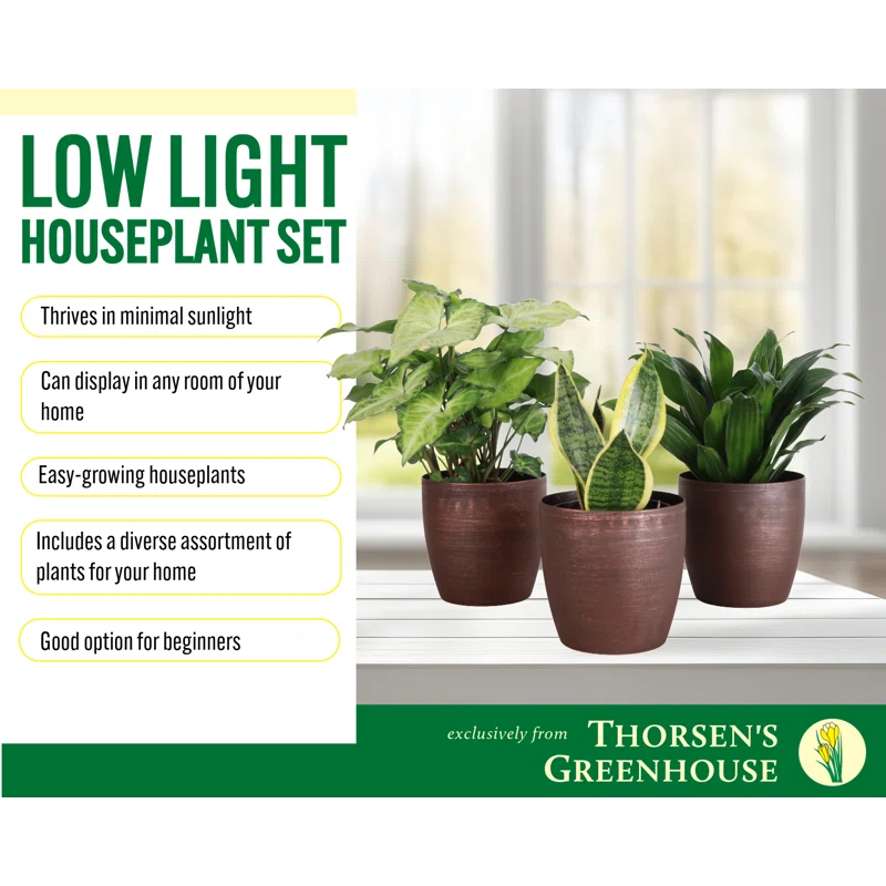 Thorsen's Greenhouse Live Low Light Houseplant Set