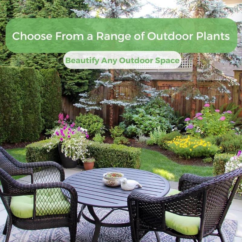 American Plant Exchange American Plant Exchange Lantana Lavender, 6-Inch Pot, Drought Tolerant Live Plant, Purple Cluster Flowers