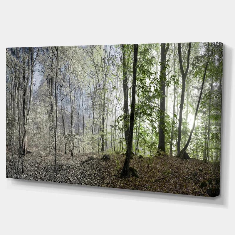 Design Art " Green Morning In Forest Panorama "