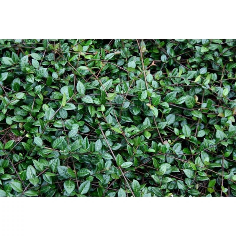 American Plant Exchange Live Flowering Minima Jasmine Plant, 6-Inch Pot