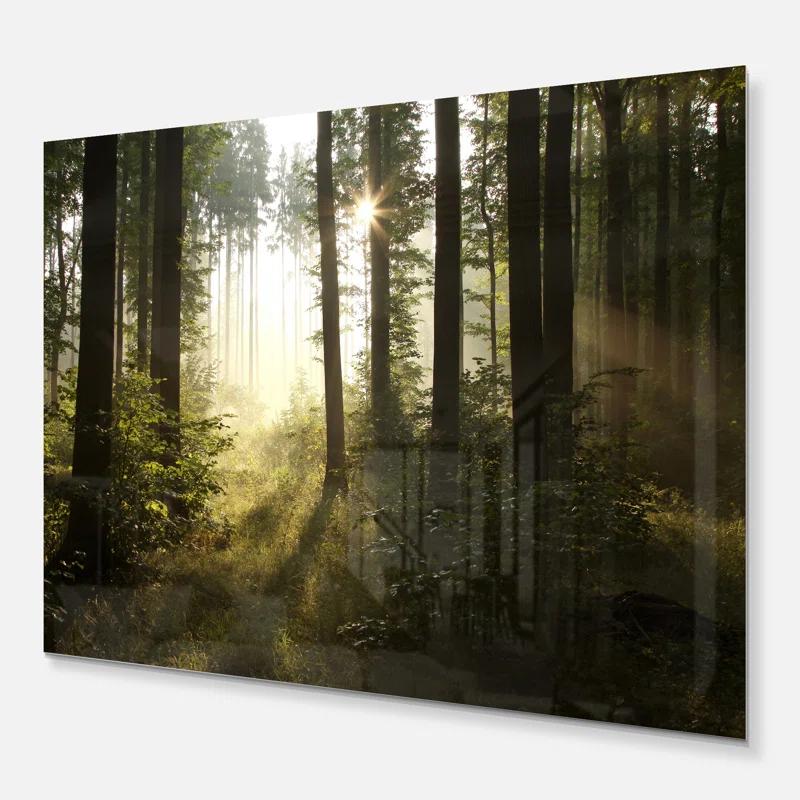 " Early Morning Sun In Misty Forest "
