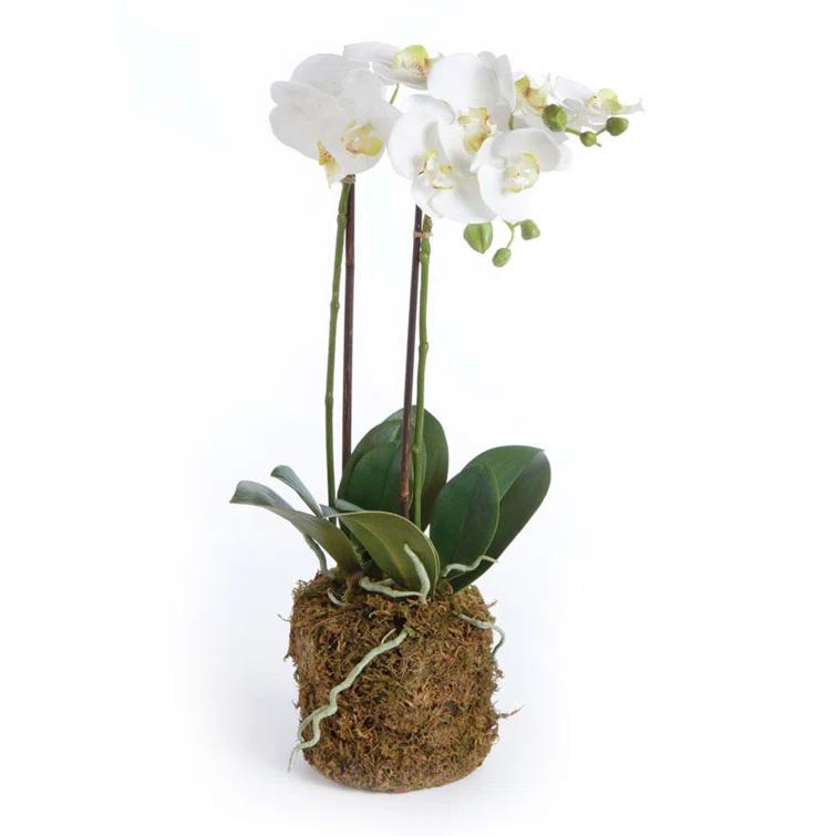 Napa Home and Garden Hand-crafted Phalaenopsis Orchid 30 inch Tall Drop-In