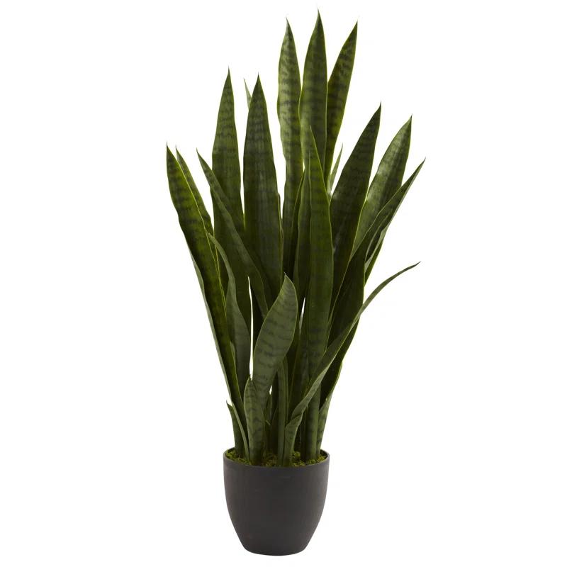 Primrue Sansevieria with Black Planter