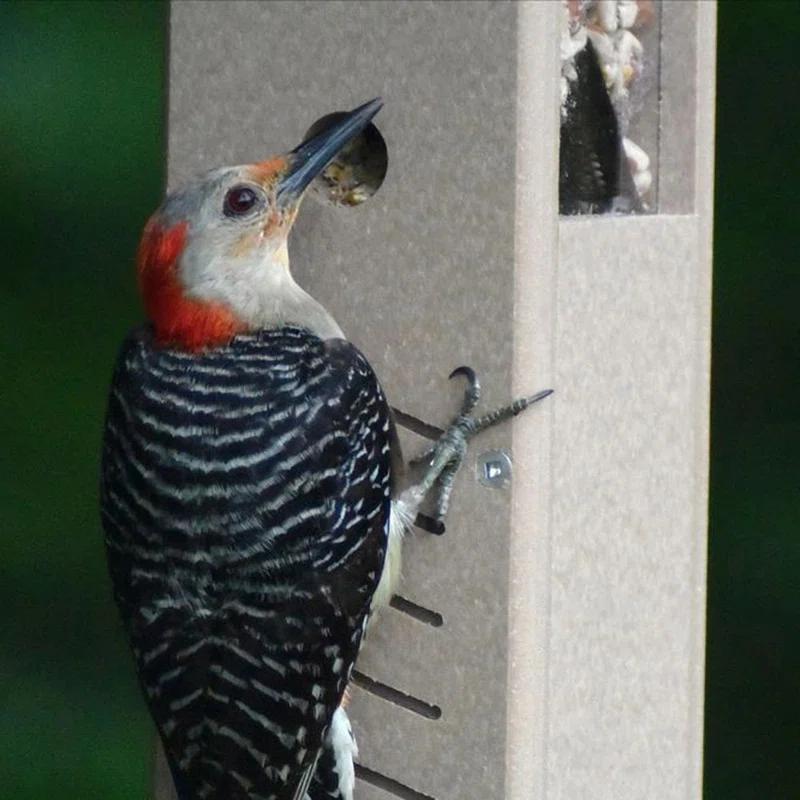 Birds Choice Hanging Hopper Bird Feeder