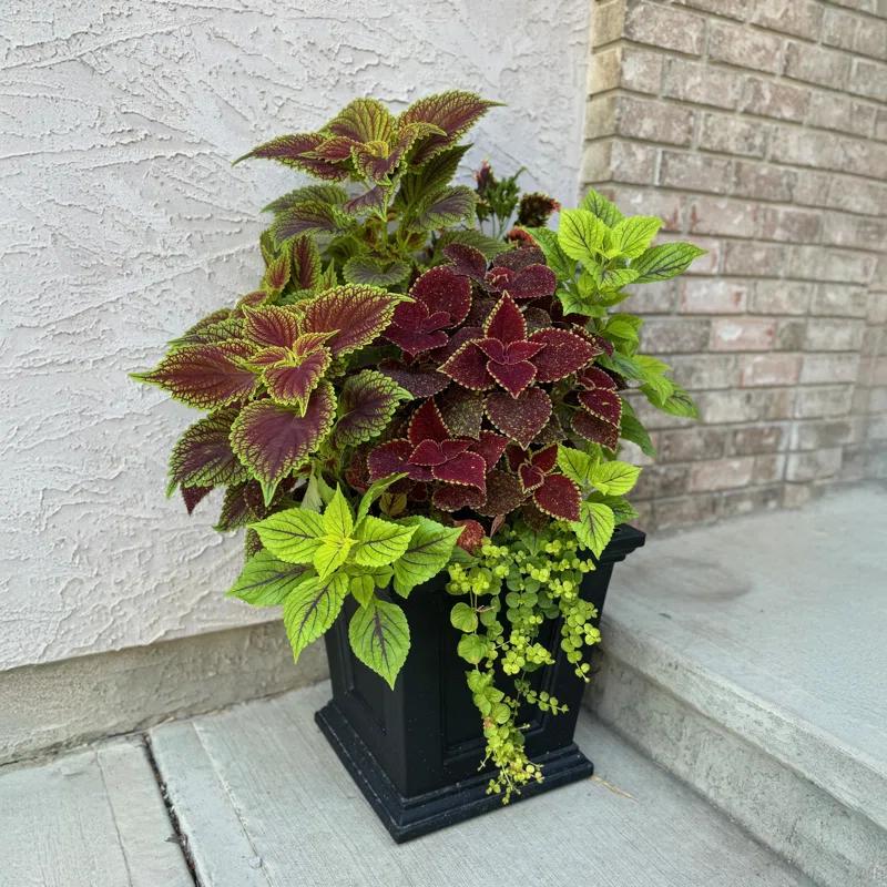 Anastassia Planter Box
