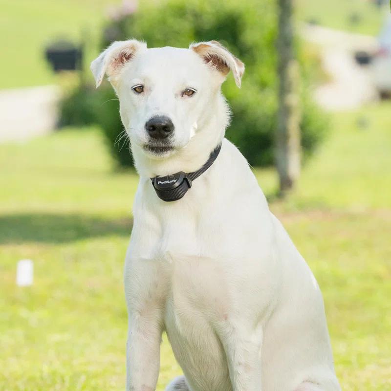 PetSafe® Stay & Play® Wireless Fence Replaceable Battery Receiver Collar