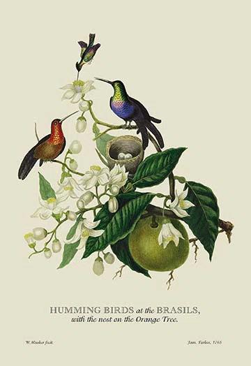 Buyenlarge " Humming Birds At The Brasils " by J. Forbes