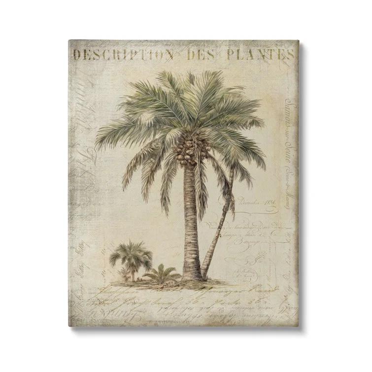 Stupell Industries " Vintage Palm Tree Study " by Andrea Haase