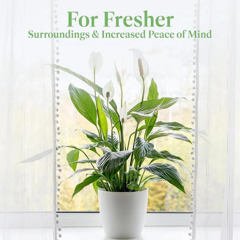 American Plant Exchange Spathiphyllum Peace Lily, Live Flowering Plant, 6-Inch Pot, Low-Light, Easy Care, Air-Purifying Houseplant