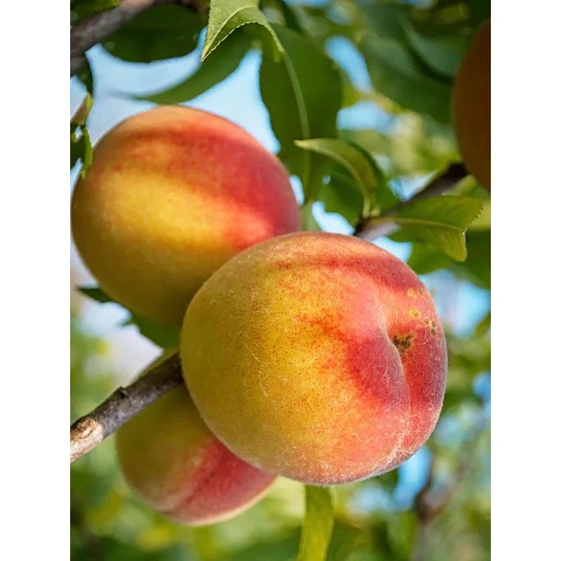 American Plant Exchange Fruit Trees Belle of Georgia Peach Outdoor Landscape Tree, Live Large 5-Gallon Pot