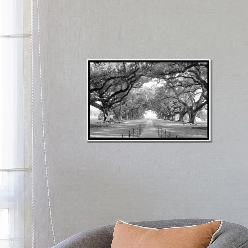 Brick Path Through Alley of Oak Trees, Louisiana, New Orleans, USA Black and White I by Panoramic Images - Graphic Art Print on Canvas