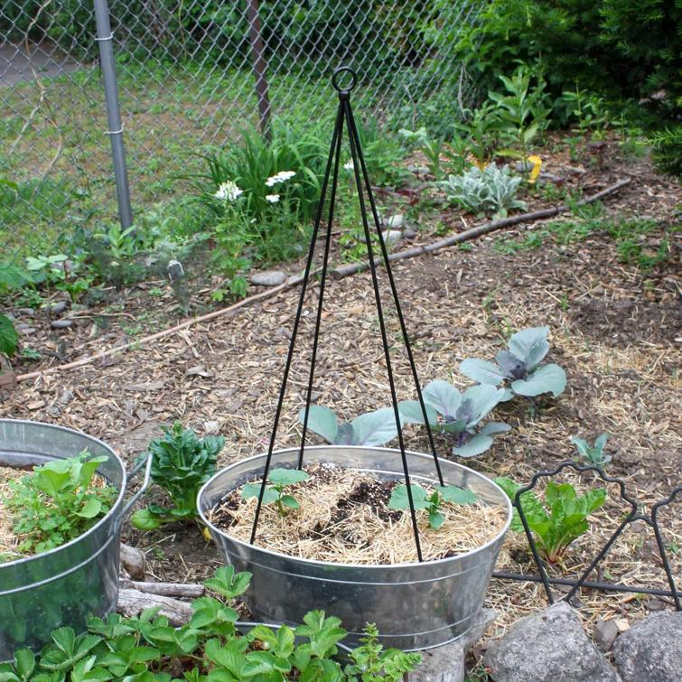 Freeport Park® 34'' H x 6'' W Metal Expanding Trellis
