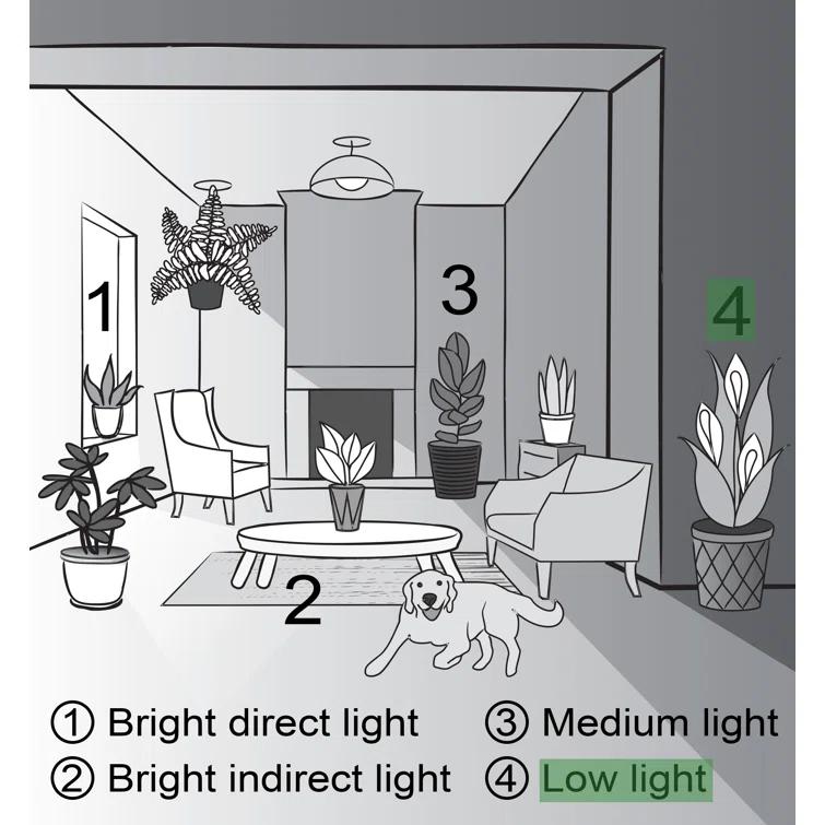Thorsen's Greenhouse Live Low Light Houseplant Set