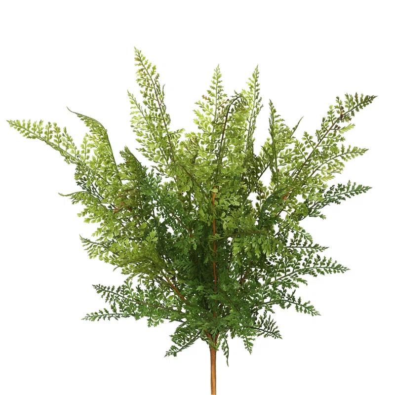 Millwood Pines Fern Bush