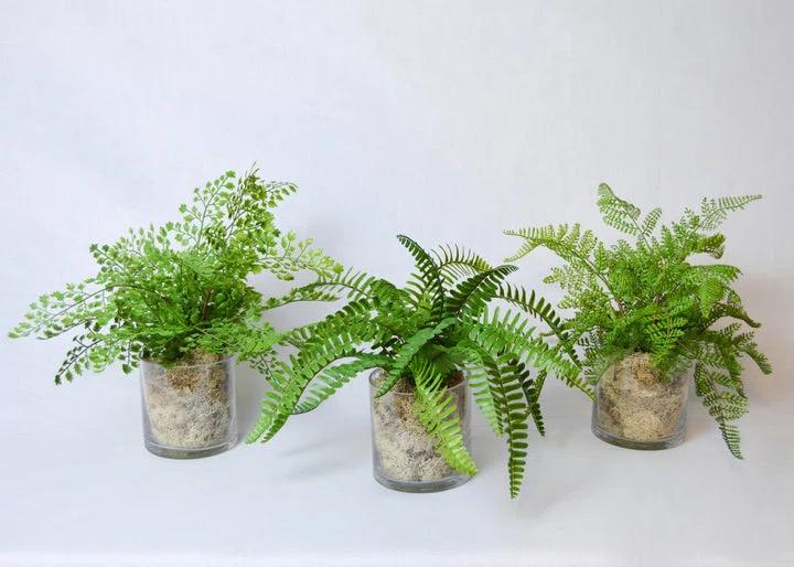 Set of 3 Green Fern Arrangements in Clear Glass Jar