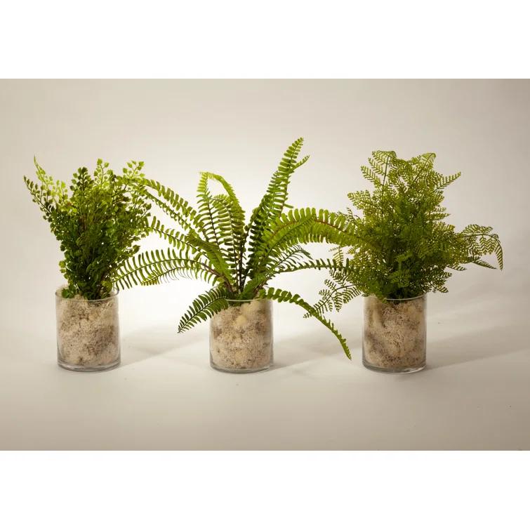 Set of 3 Green Fern Arrangements in Clear Glass Jar
