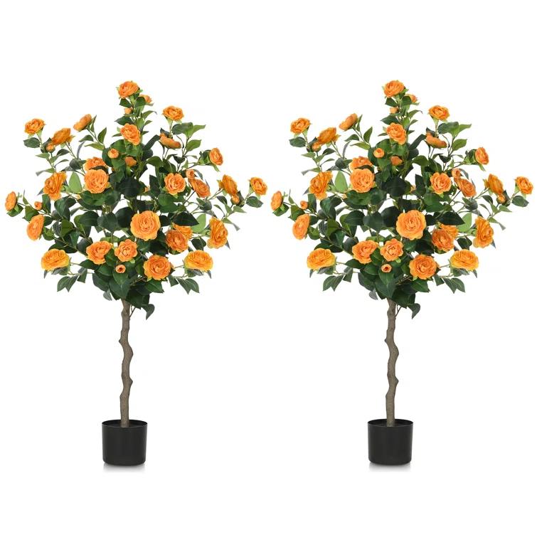 Primrue Primrue 49.2 Camellia Tree Plant (Set of 2)