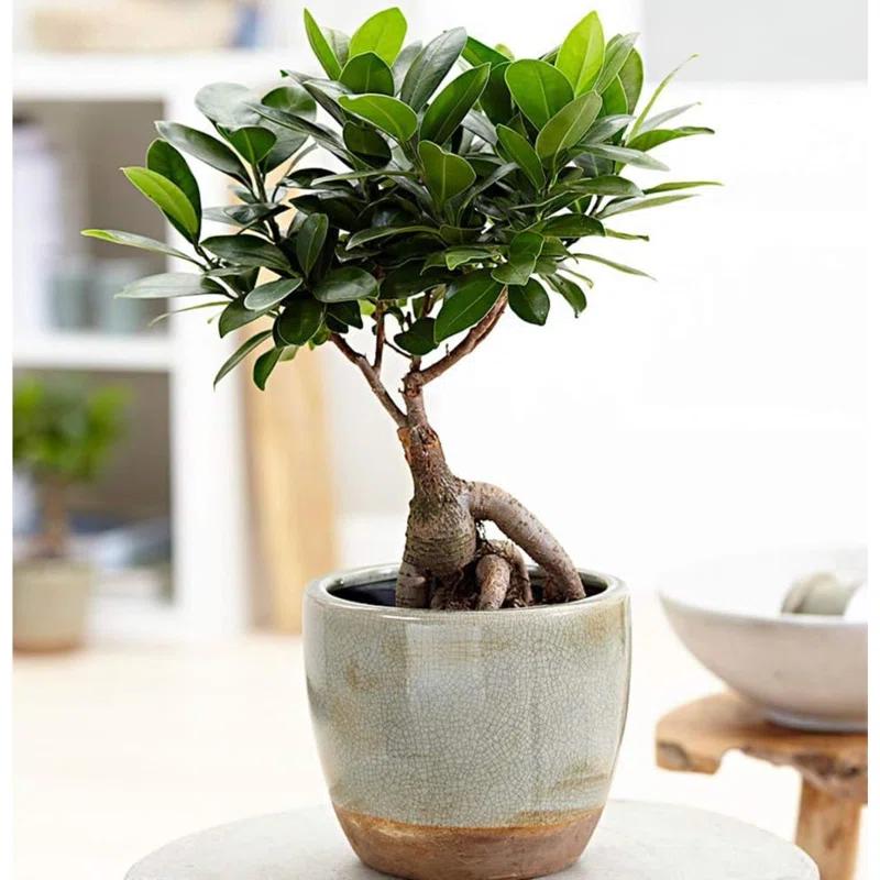 American Plant Exchange Ginseng Ficus Bonsai Tree, Exotic Live Plant, 6-Inch Pot, Perect for Home and Office