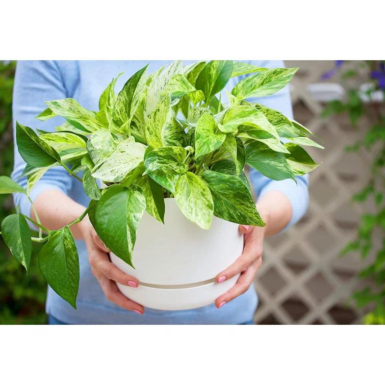 American Plant Exchange American Plant Exchange Marble Queen Pothos, 6-Inch Pot, Live Vining Plant, Easy Care Houseplant for Home & Garden