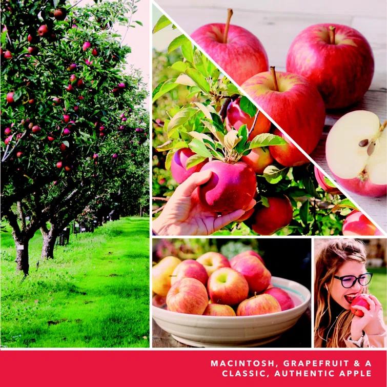 YANKEE CANDLE Signature Macintosh Scented Tumbler Candle & Reviews | Wayfair