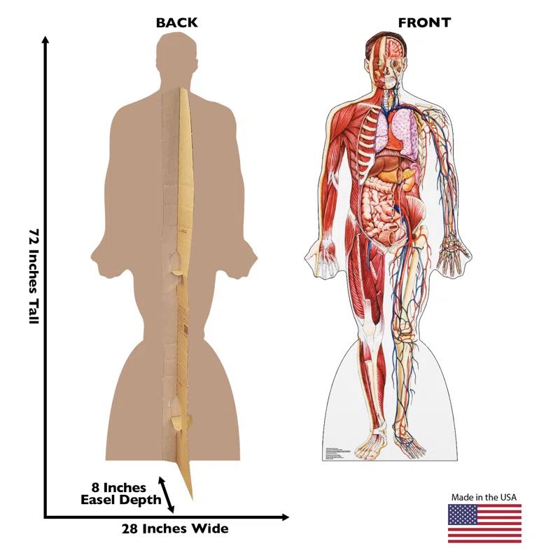 Advanced Graphics Anatomy 72'' Cardboard Standup