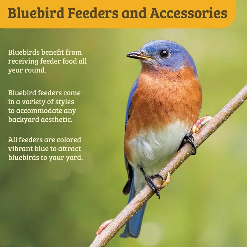 Birds Choice Birds Choice 3 oz. Bluebird Flower Cup Feeder for Dried Fruit or Mealworms, Blue