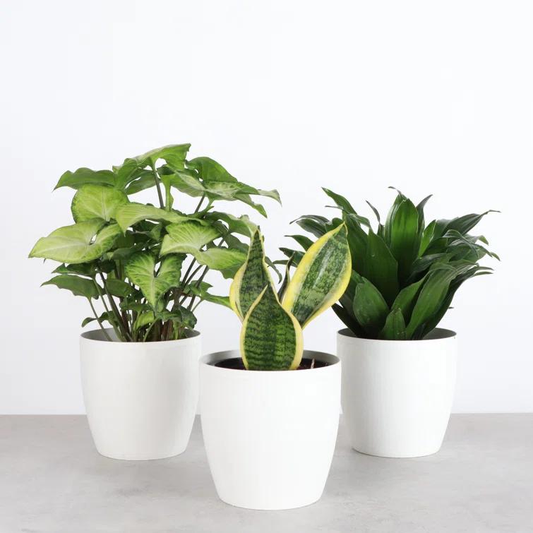 Thorsen's Greenhouse Live Low Light Houseplant Set of 3