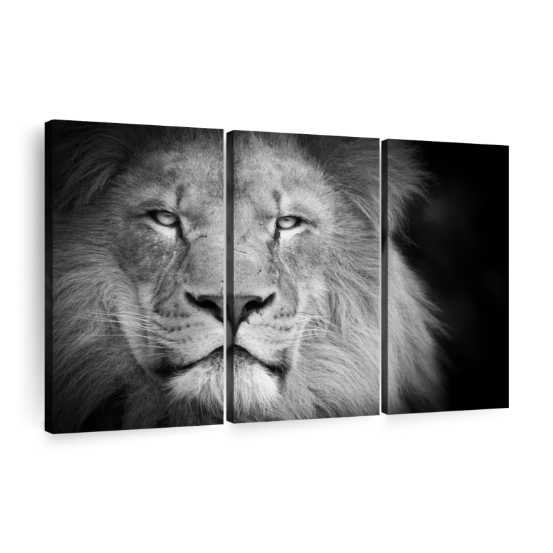 Elephant Stock " Lion Portrait " 3 - Pieces (Set of 3)