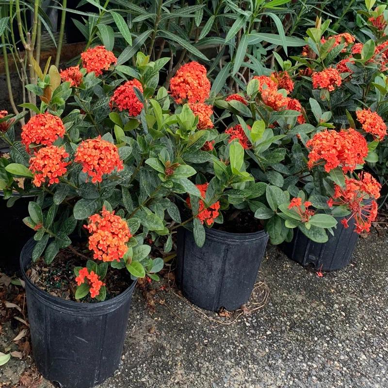 OnlinePlantCenter Live Flowering Plant in Pot