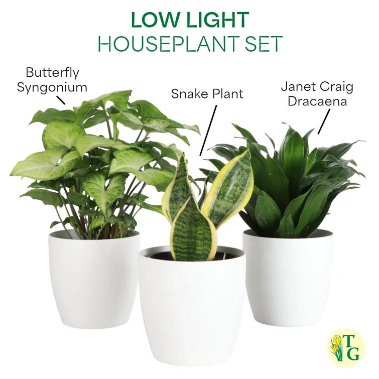 Thorsen's Greenhouse Live Low Light Houseplant Set of 3