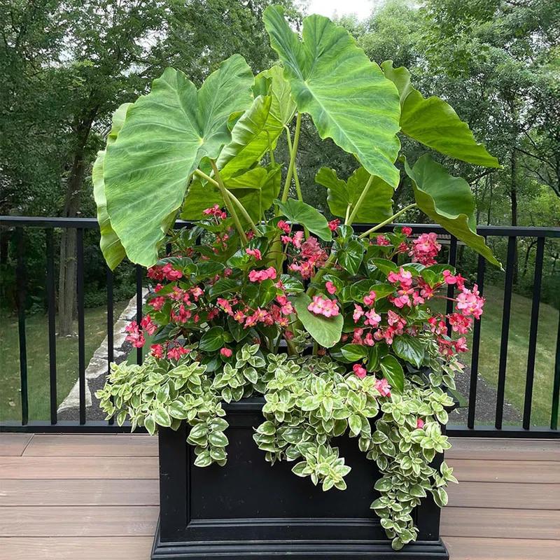 Winston Porter Anastasiya 20"x36" Resin Planter with Water Reservoir