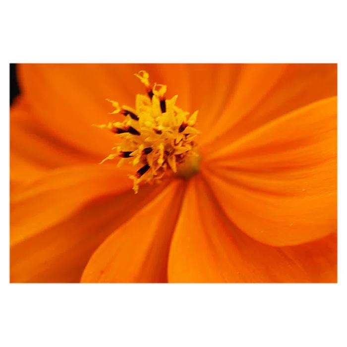 Trademark Fine Art " Orange Flower " by Kurt Shaffer