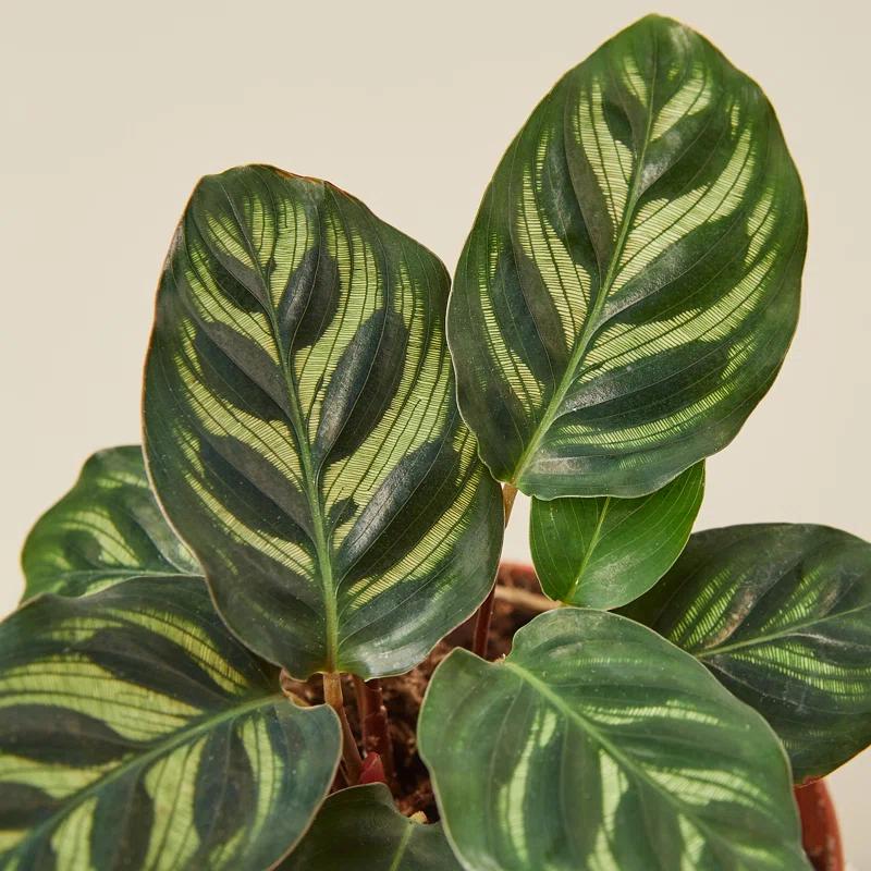 House Plant Shop House Plant Shop Live Foliage Plant