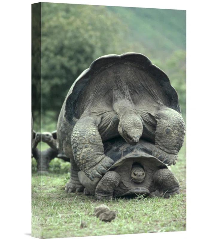 East Urban Home " Galapagos Giant Tortoises Mating, Alcedo Volcano, Galapagos Islands "