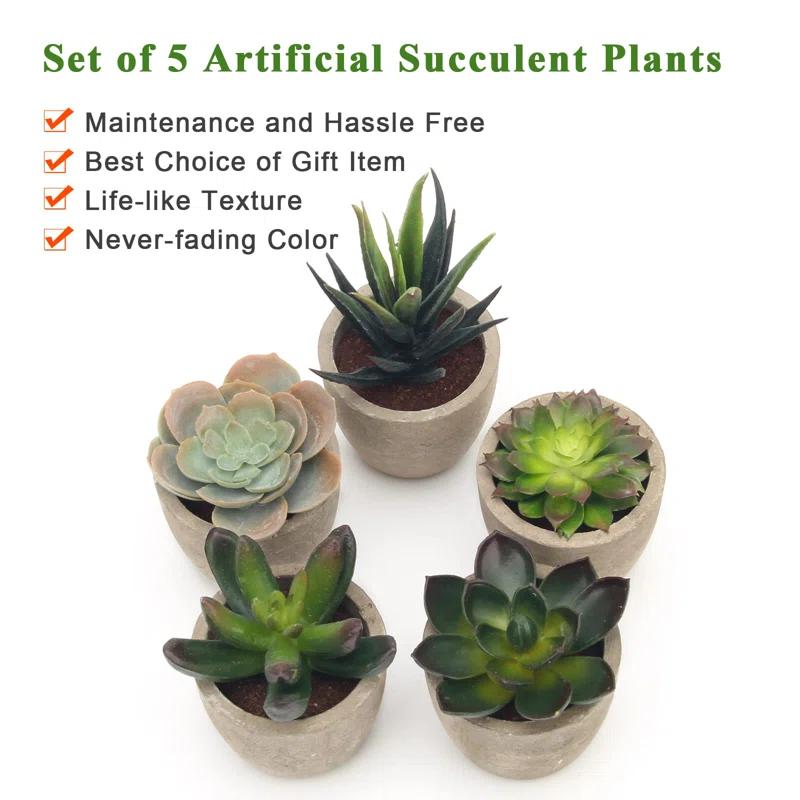 Primrue Artificial Succulent Plants Potted, Assorted Decorative Faux Succulent Potted Fake Cactus Cacti Plants With Pots, Set Of 5