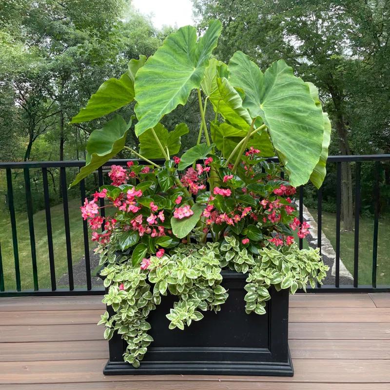 Winston Porter Anastasiya 20"x36" Resin Planter with Water Reservoir