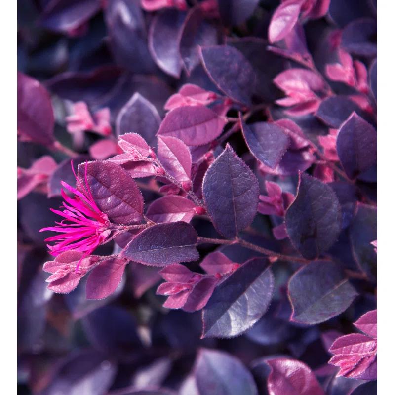 Southern Living Plant Collection 2.5 Qt. Purple Daydream Dwarf Loropetalum - Flowering Evergreen Shrub with Purple Foliage