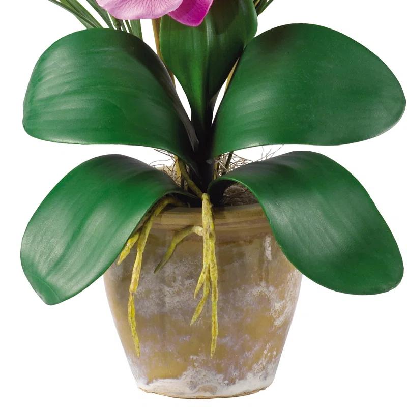 Primrue Orchid Arrangement in Pot