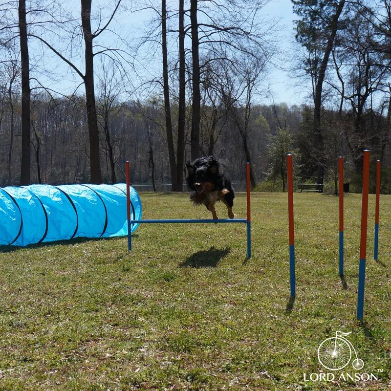 Lord Anson Lord Anson Dog Agility Set - Dog Agility Equipment - 1 Dog Tunnel, 6 Weave Poles, 1 Dog Agility Jump - Canine Agility Set For Dog Training, Obedience, Rehabilitation