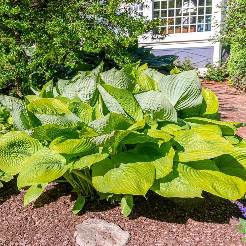 Touch of ECO Live Giant Green Hosta Mixed Plants - 3 Bare Roots - Hardy and Shade Tolerant Plants (Set of 3)