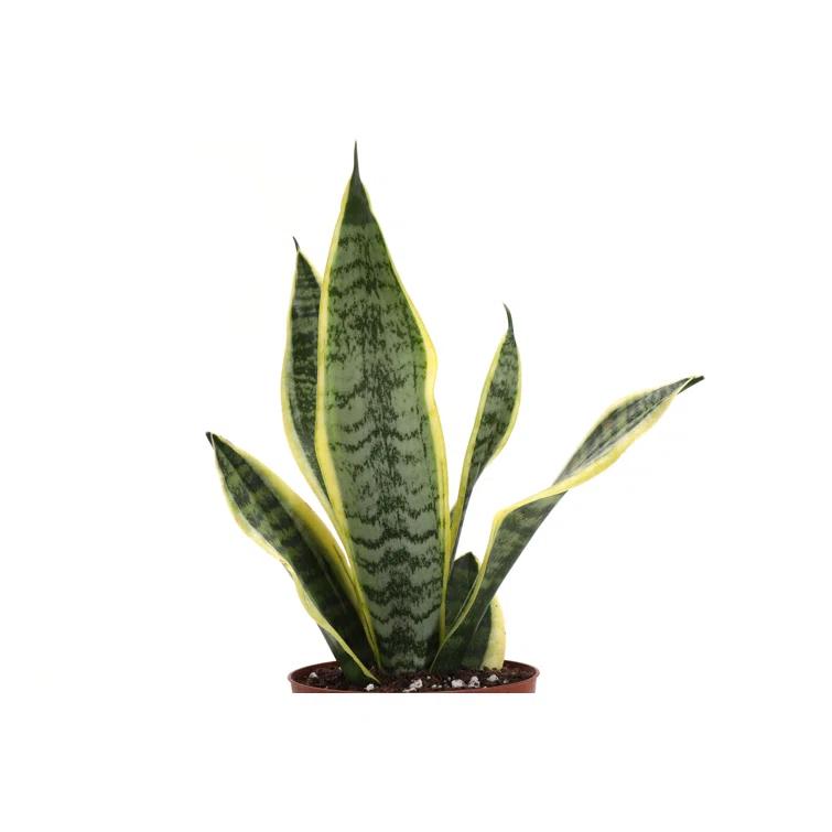 Thorsen's Greenhouse Live Low Light Houseplant Set of 3