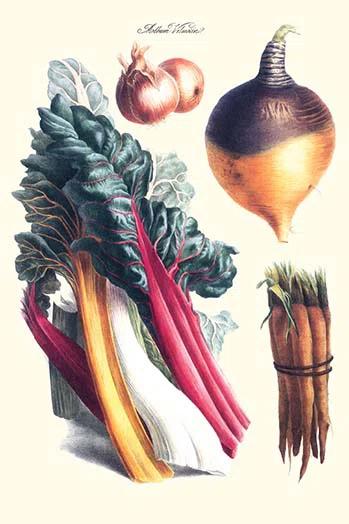 Buyenlarge " Vegetables Rhubard Carrot Onion Turnip "