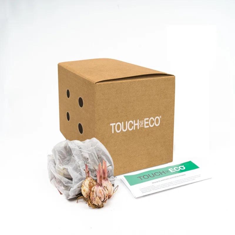 Touch of ECO Lilium Oohs and Aahs - Colorful Mix of Yellow, Red, Pink, Orange Lily Flowers - 10 Bulbs - Attracts Butterflies, Bees & Hummingbirds