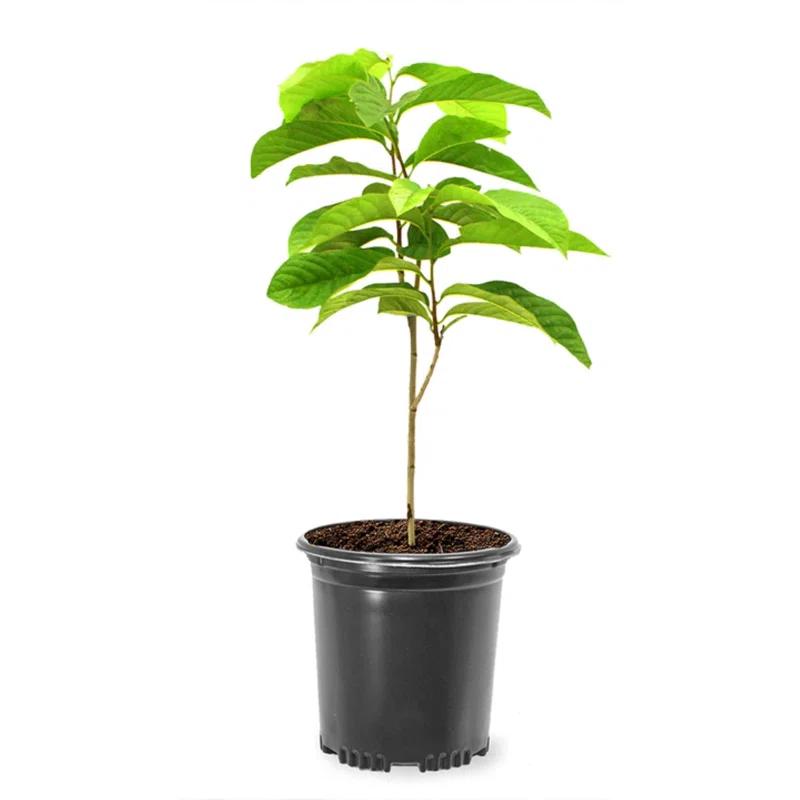 American Plant Exchange Fruit Trees Paw Paw Tree, Live Outdoor Landscape Plant, 1-Gallon Pot