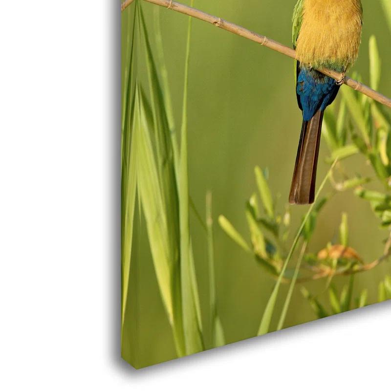 Trademark Fine Art Robert Harding Picture Library " Colorful Birds " by Robert Harding Picture Library