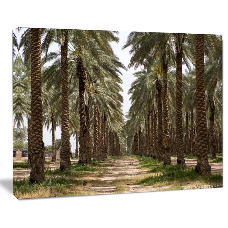 Design Art " Date Palm Plantation Photography "